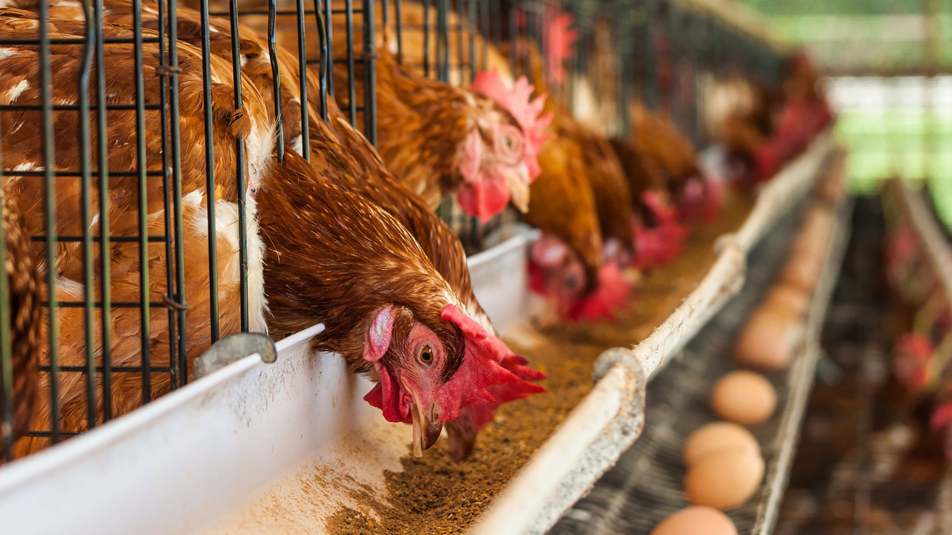 Poultry enterprises are exempted from land tax for 5 years