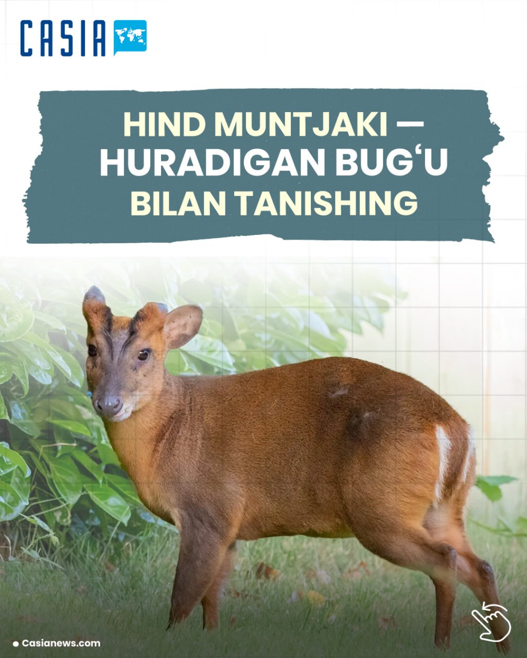 Meet the Indian muntjac, the barking deer