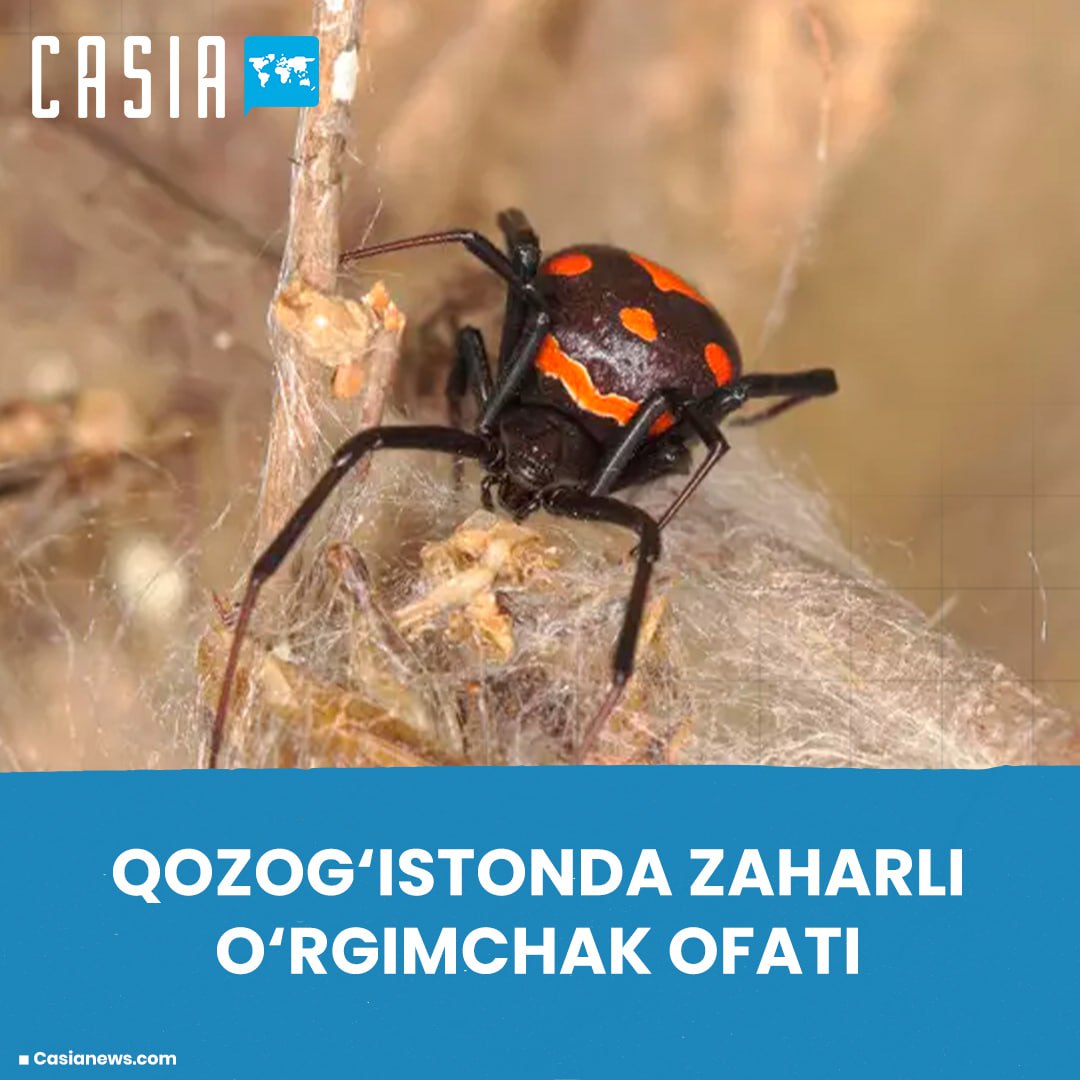 In the Atyrau region of Kazakhstan, livestock are dying due to poisonous blackworm spiders.