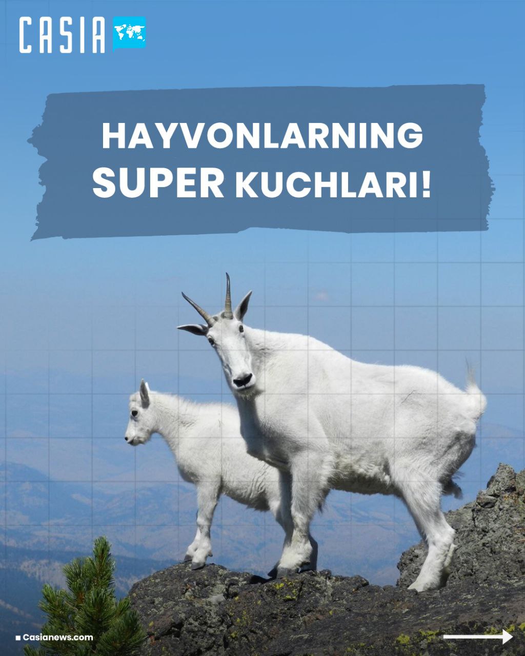  Super kuchga ega hayvonlar