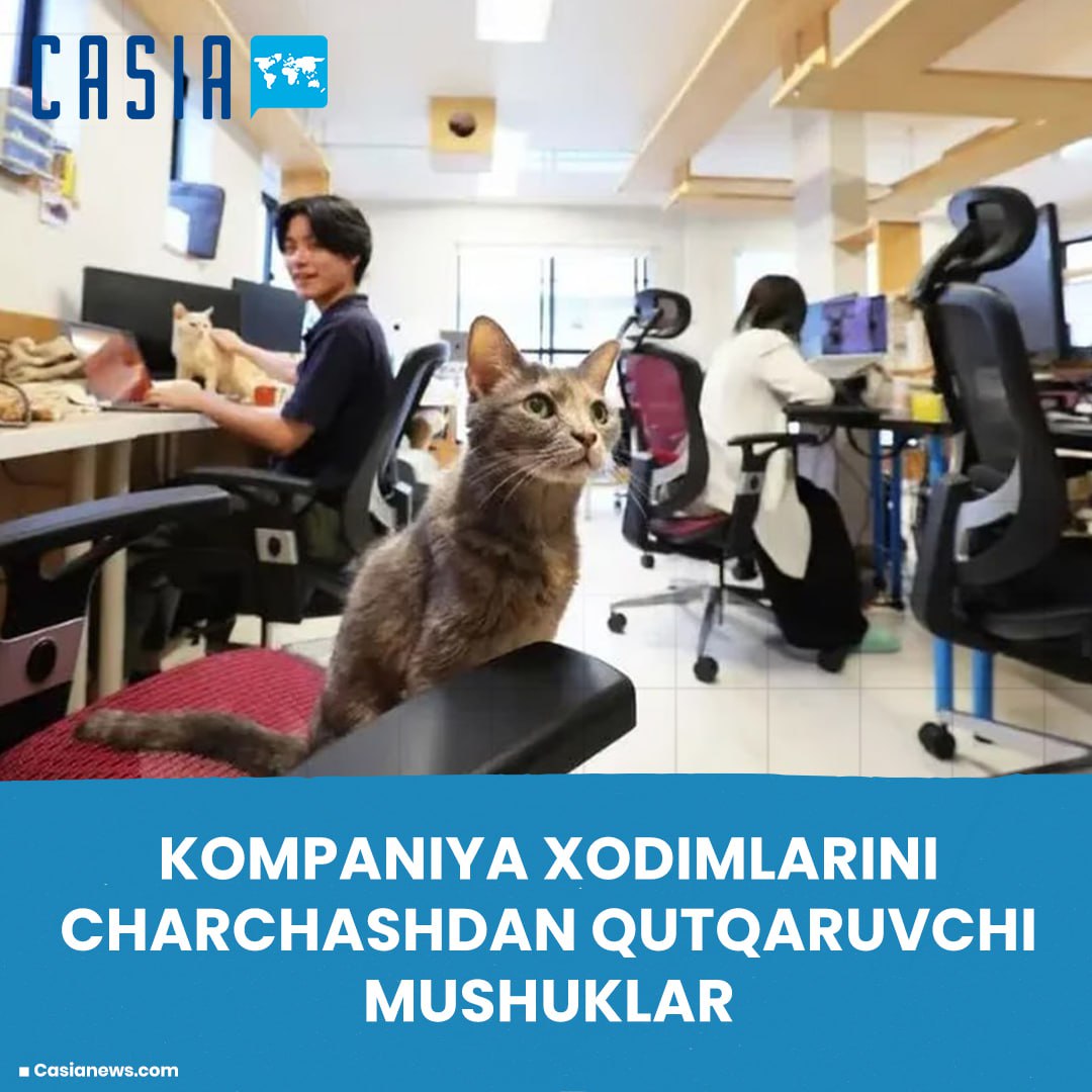 Cats that save company employees from exhaustion