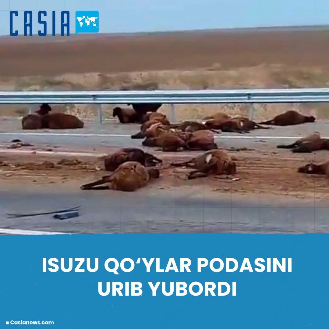 Isuzu hits sheep in Kashkadarya
