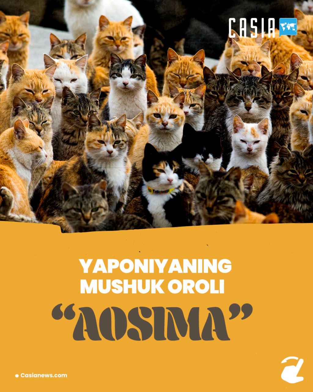 Japan's Cat Island "Aoshima"