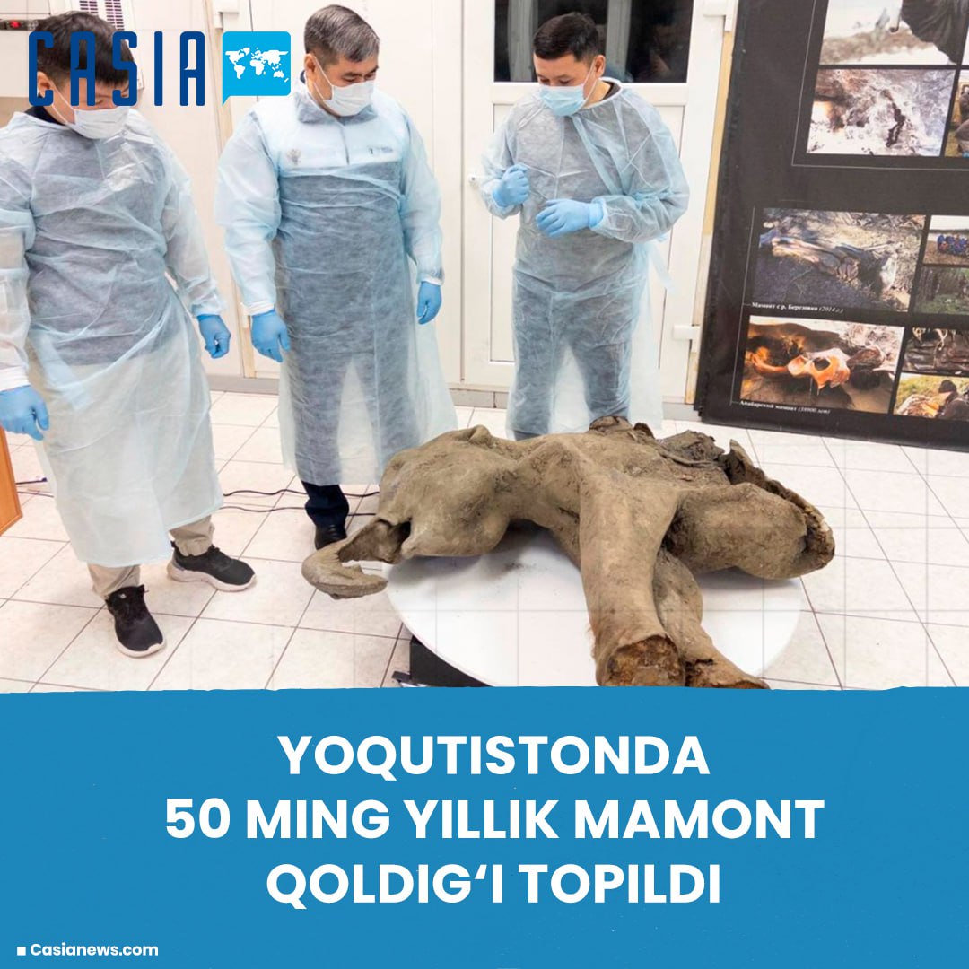 500,000-year-old mammoth fossil found in Yakutia
