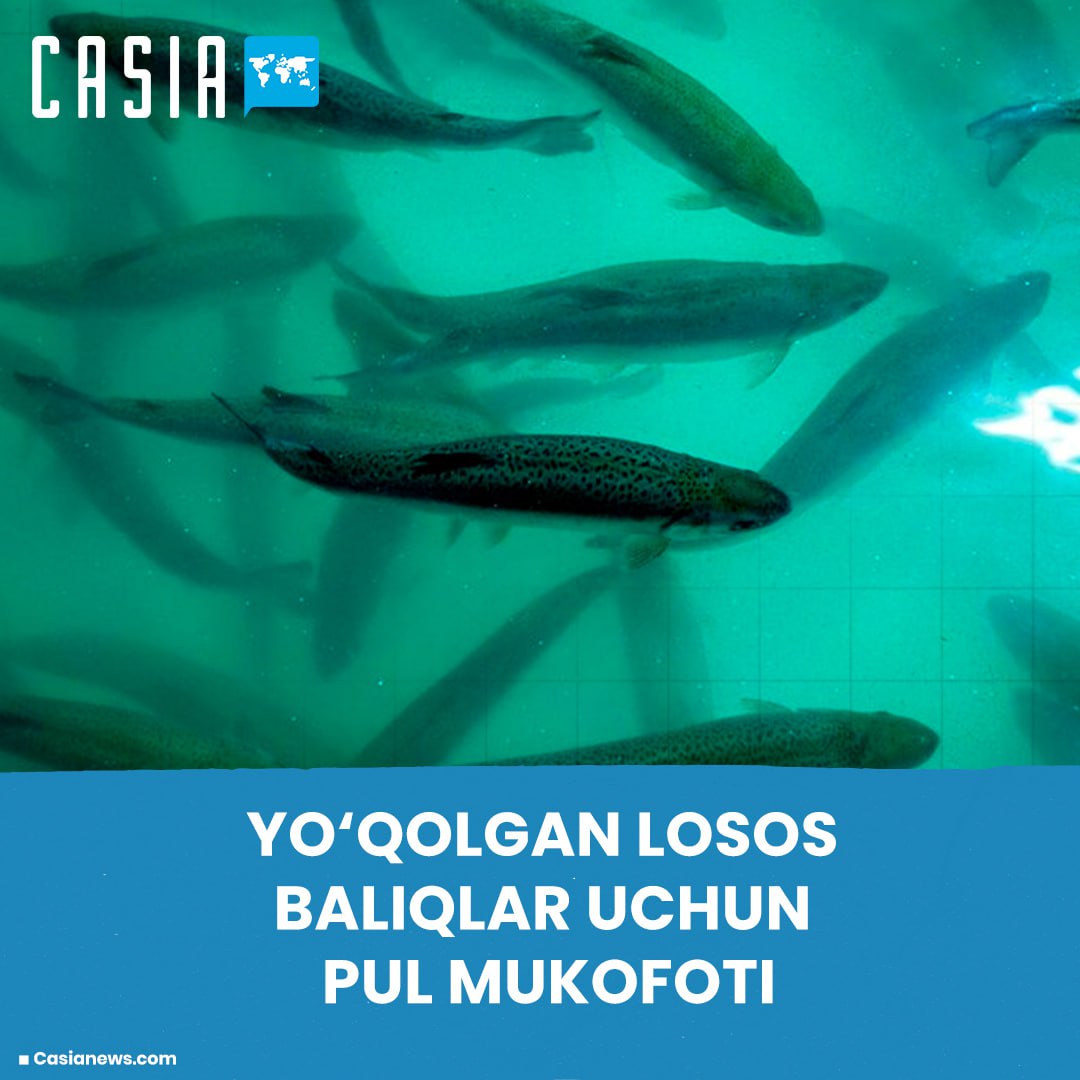 Norway offers reward for salmon escape