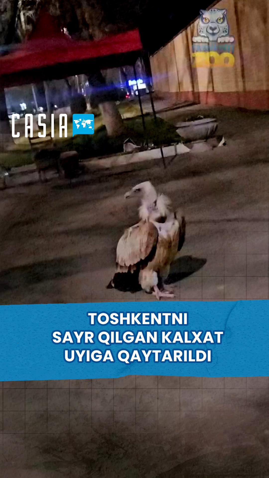 A falcon that wandered around Tashkent was returned home
