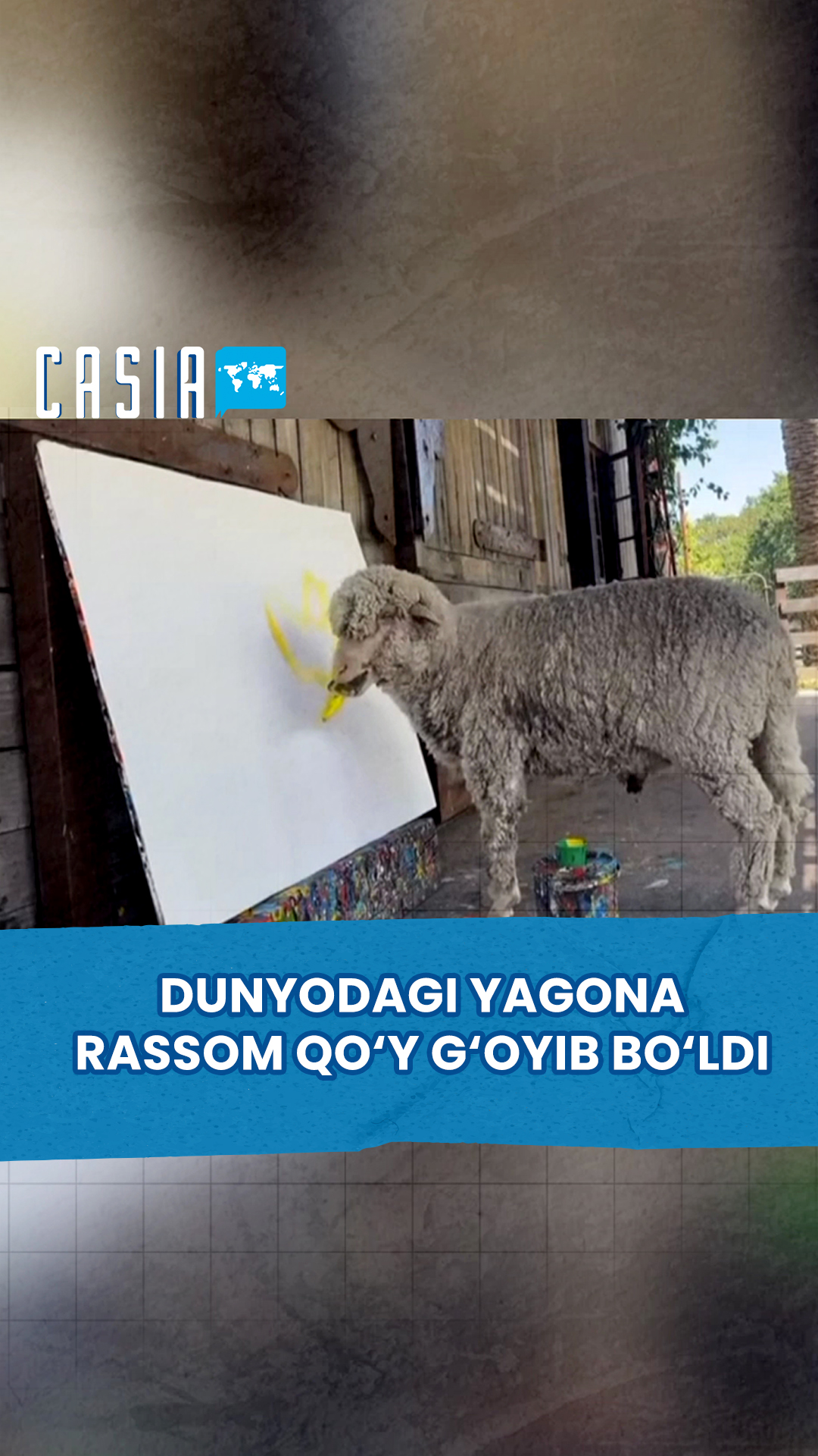 The world's only artist sheep was stolen