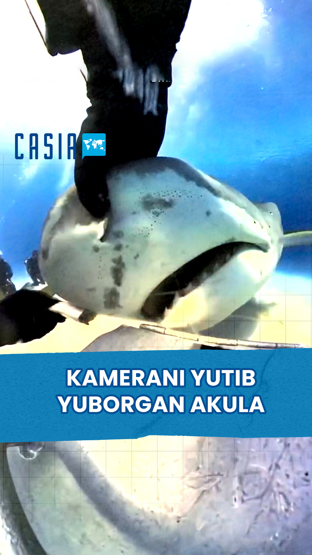 Shark Swallows Camera