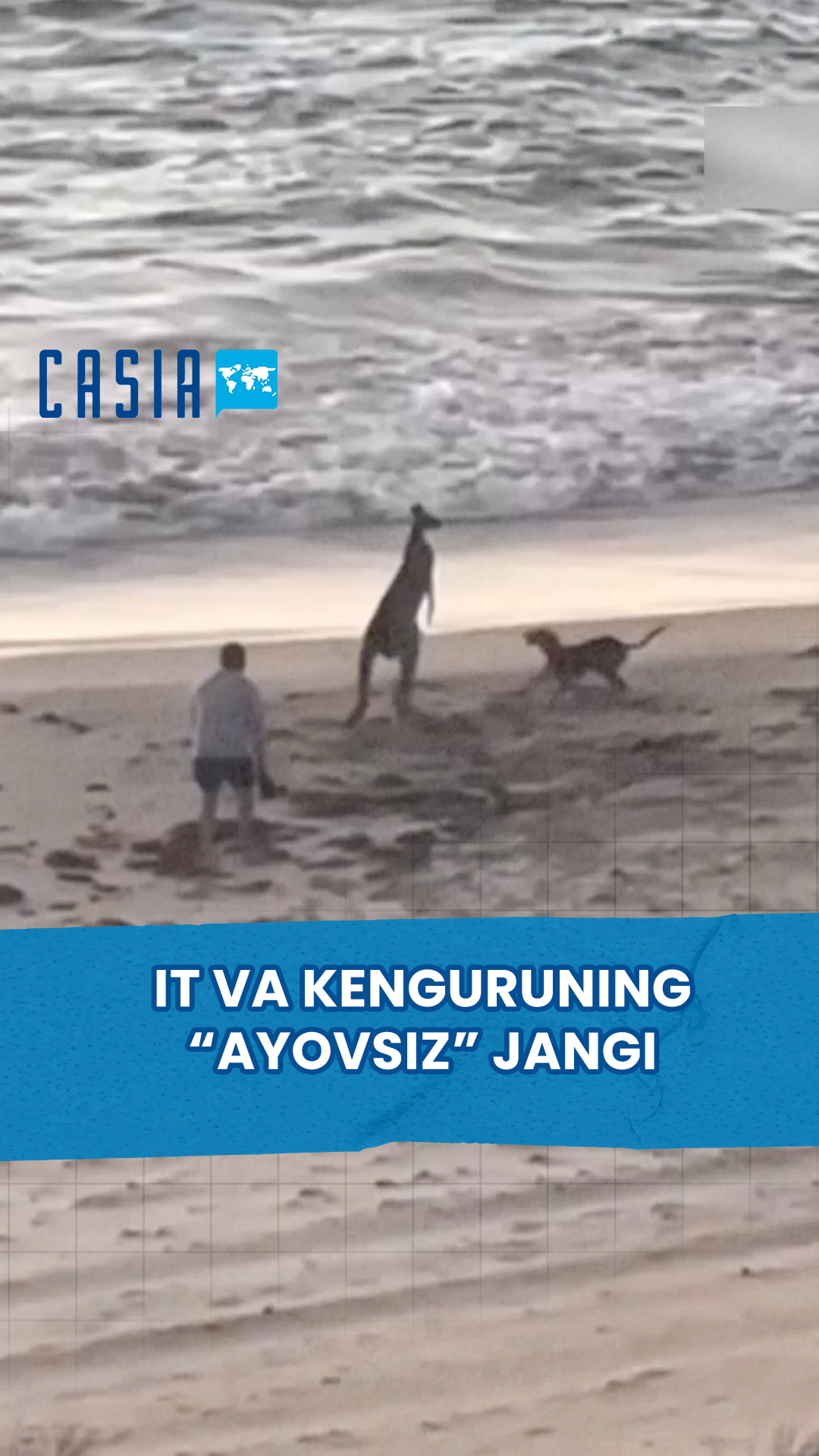 "Ruthless" fight between dog and kangaroo