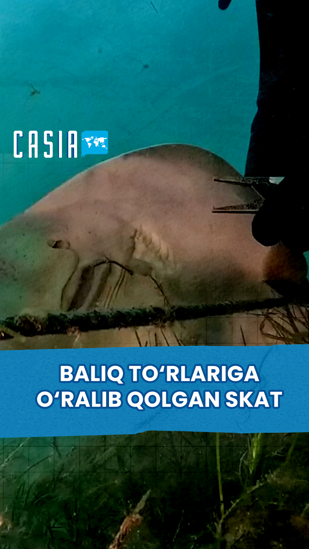 Stingray entangled in fishing nets