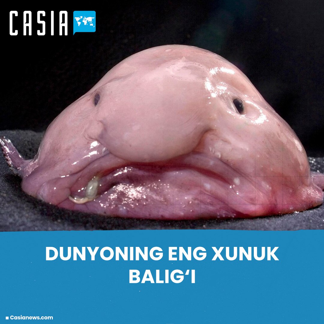 The world's ugliest fish