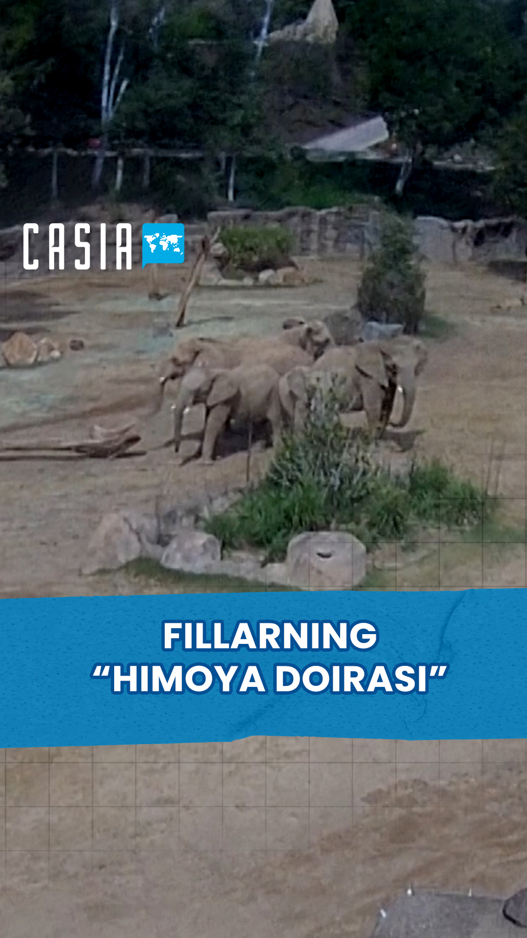 Elephants form a "protective circle"