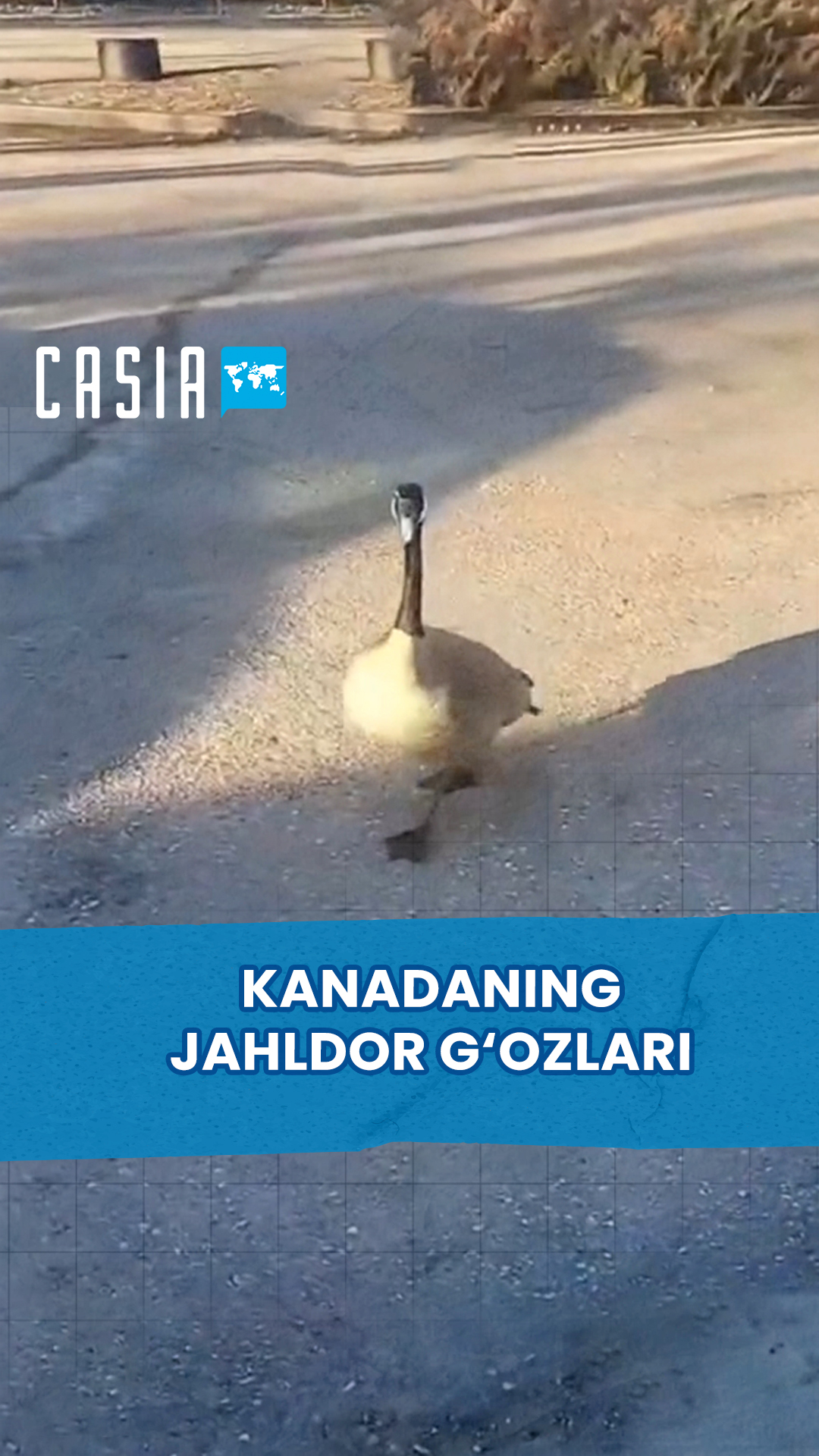 Angry Canadian Geese