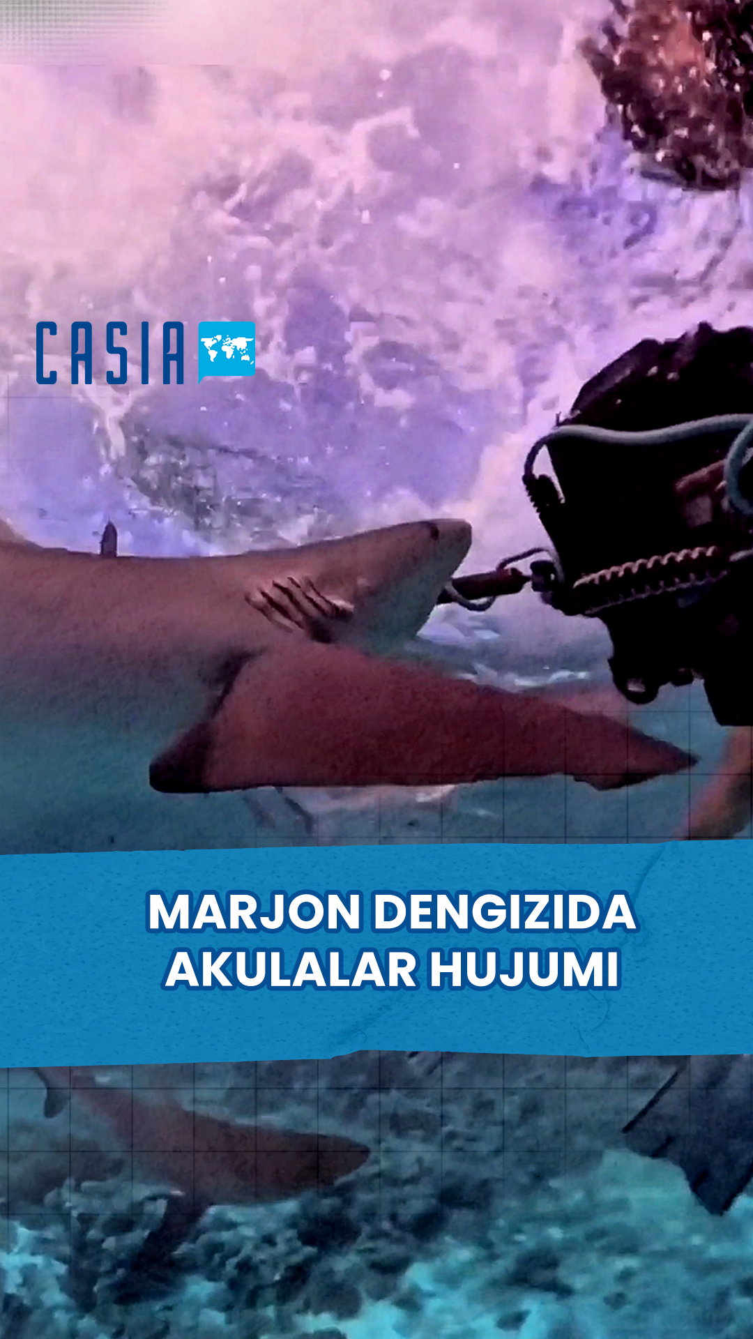 Shark Attack in the Coral Sea