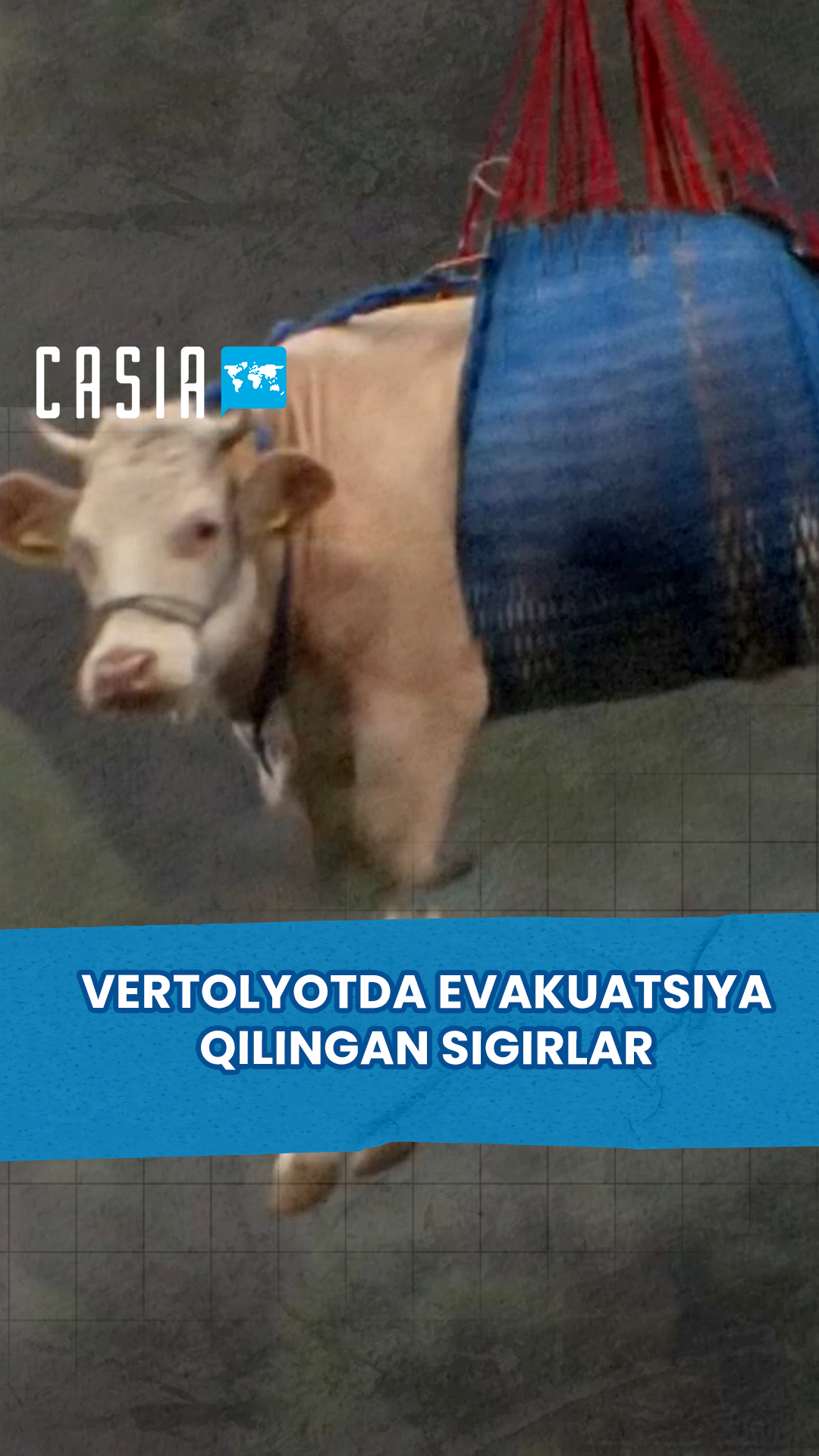 Cows evacuated by helicopter