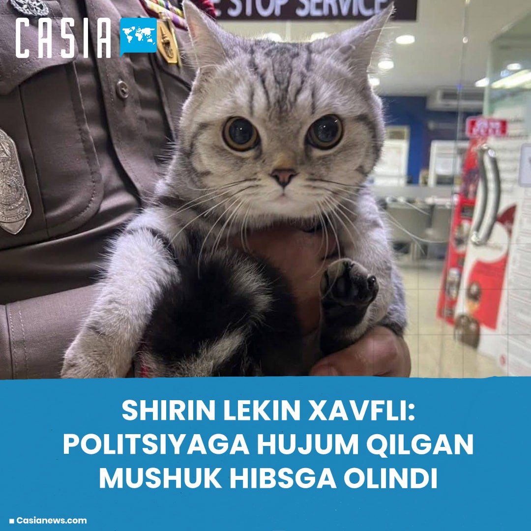 Cute but dangerous: cat that attacked police arrested