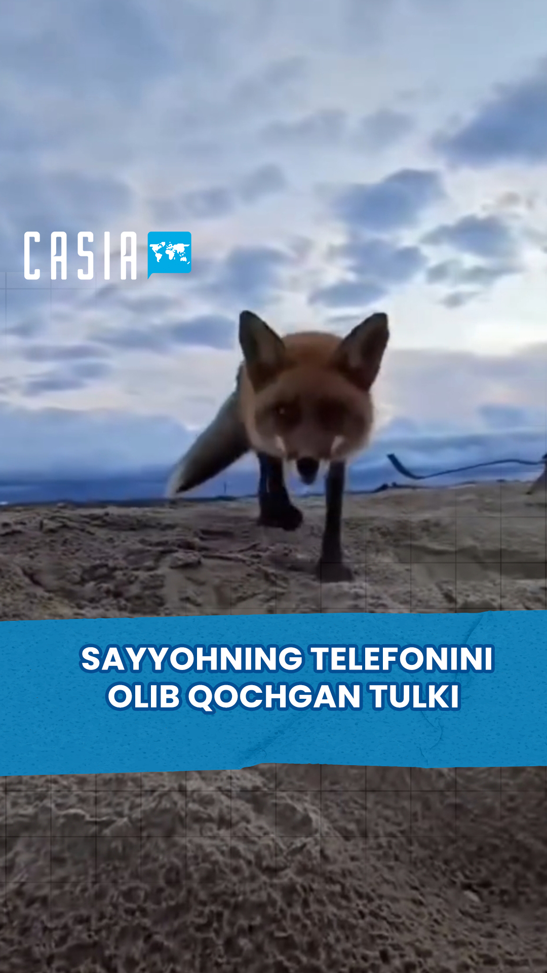 🦊 A fox stole a tourist's phone on Sakhalin