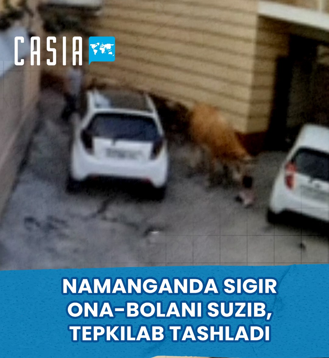 A cow in Namangan drowned and injured a mother and child