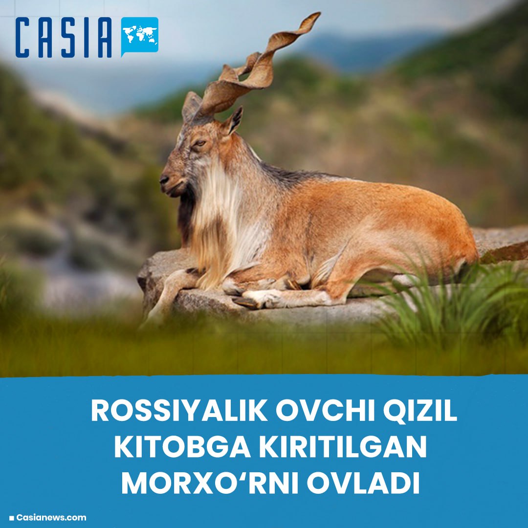 Russian hunter hunts Red Book markhor in Surkhandarya