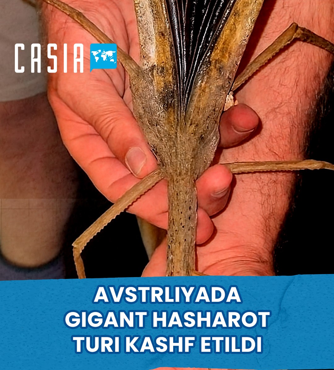 A new species of insect discovered in Austria