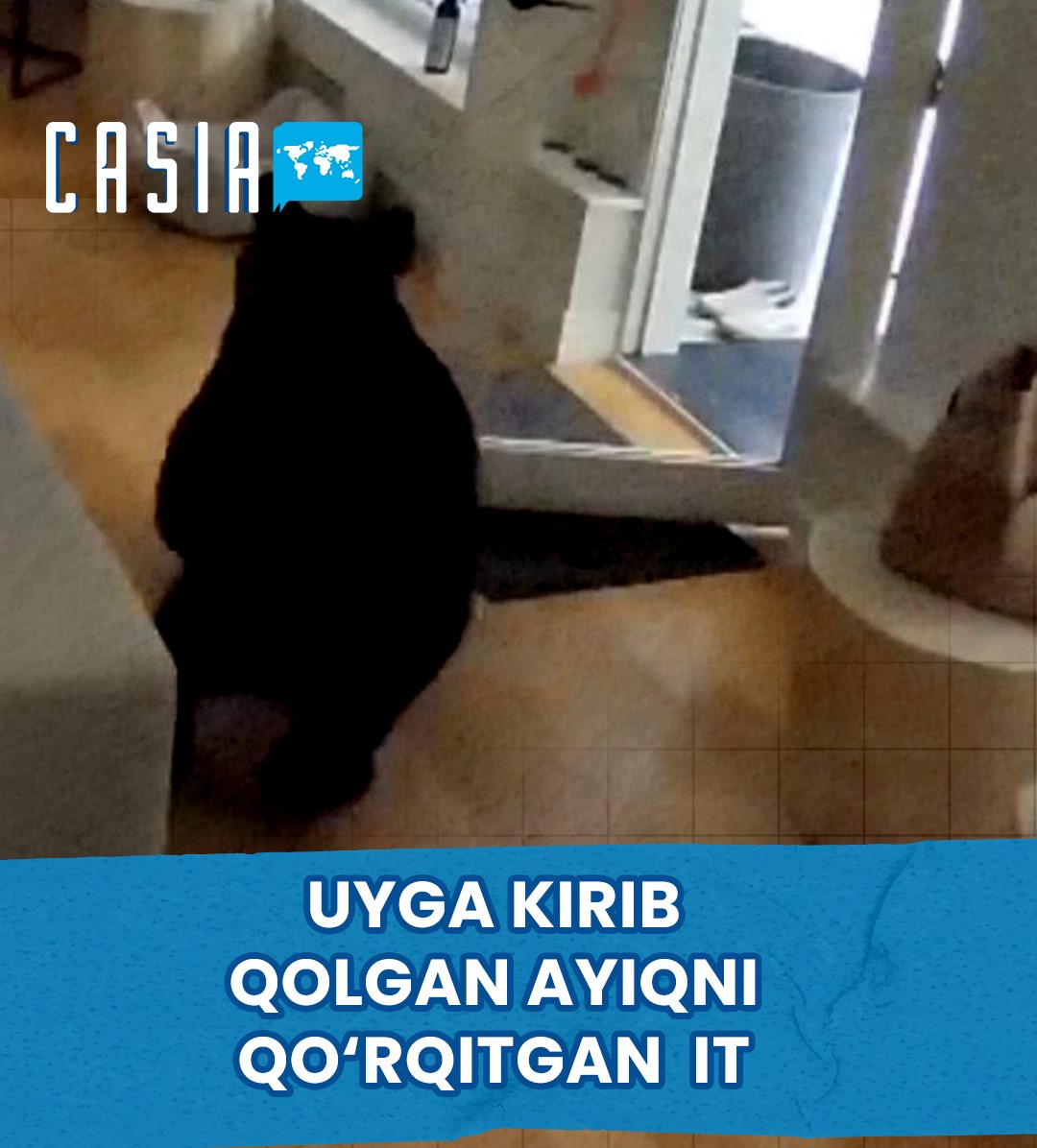 In Canada, a dog scared off a bear that had entered a house and chased it away.
