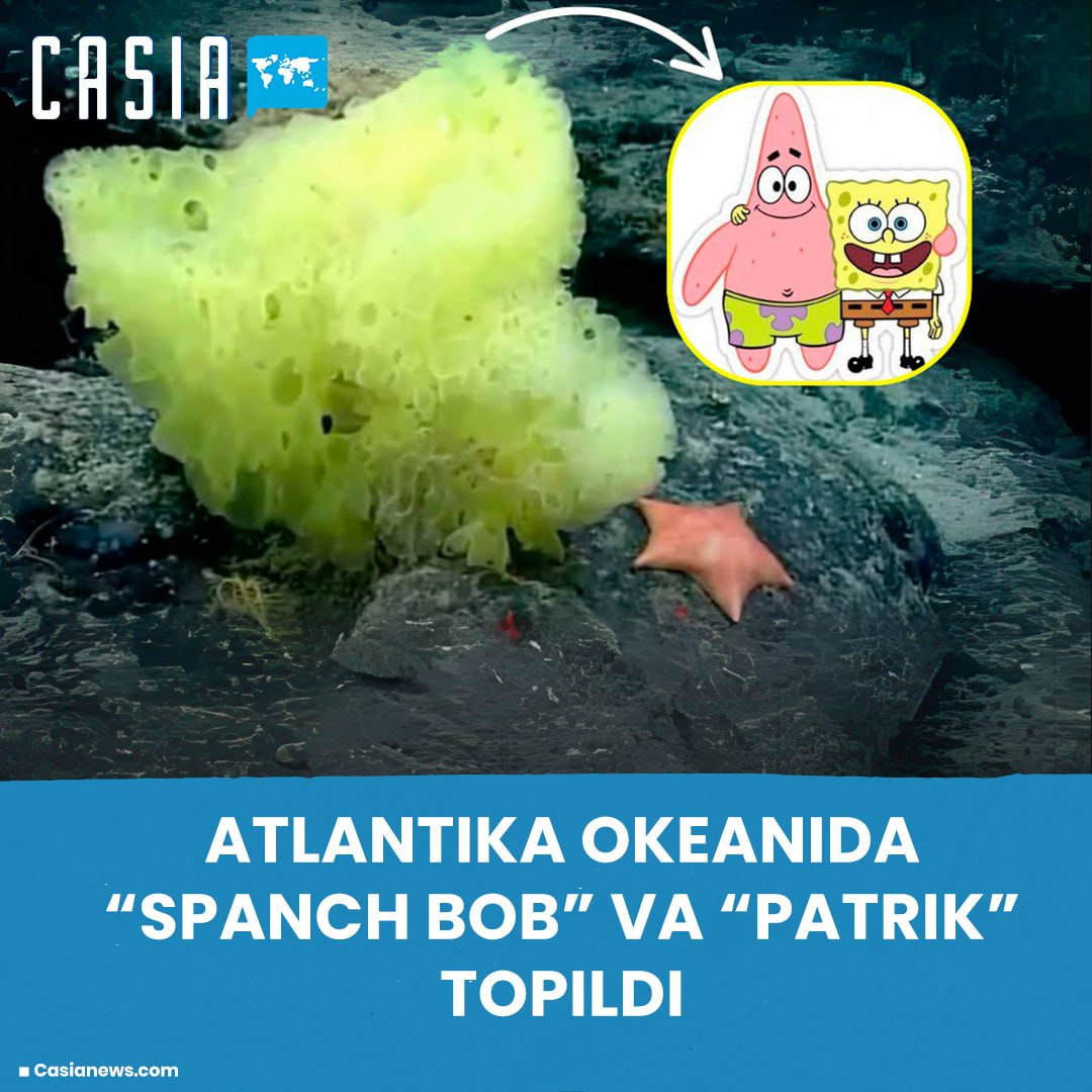 "Spongebob" and "Patrick" found in the Atlantic Ocean