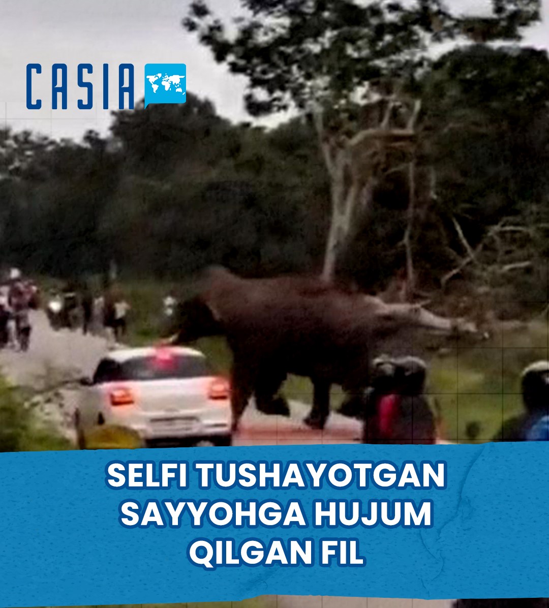 In India, an elephant attacked a tourist who wanted to take a selfie