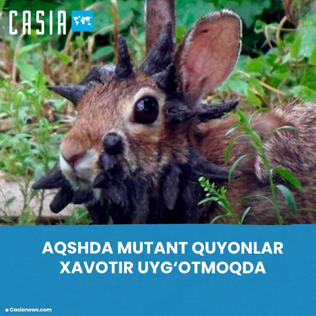 "Mutant" rabbits are causing concern in the US