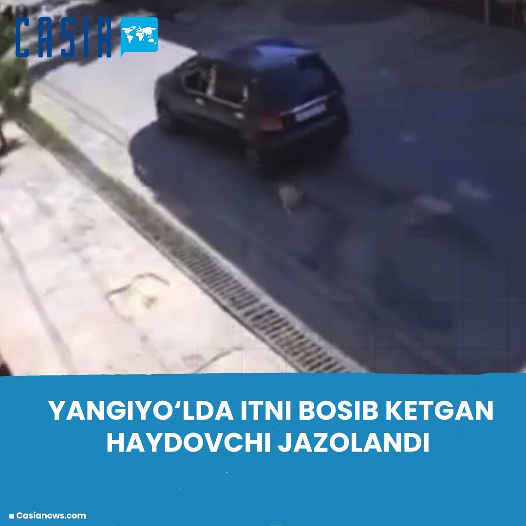 Driver in Yangiyul hits dog on the road