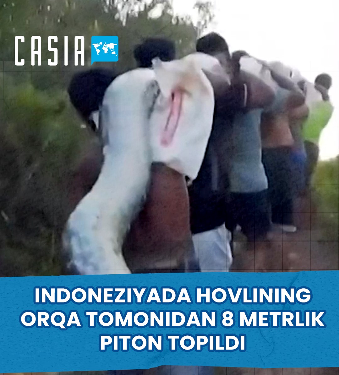 In Indonesia, an 8-meter-long python was found from the back of a courtyard