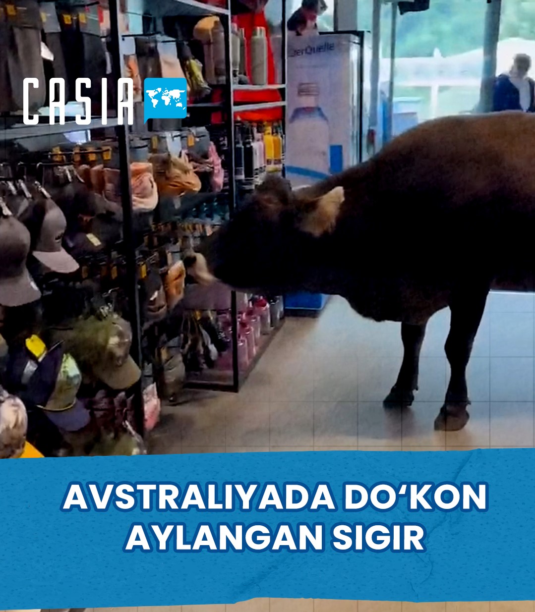 The cow that became a store in Australia
