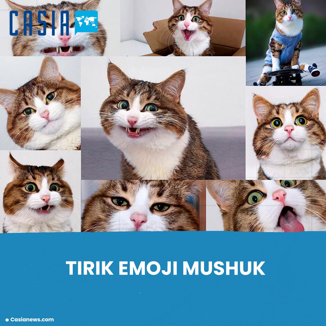 Rex-living emoji cat