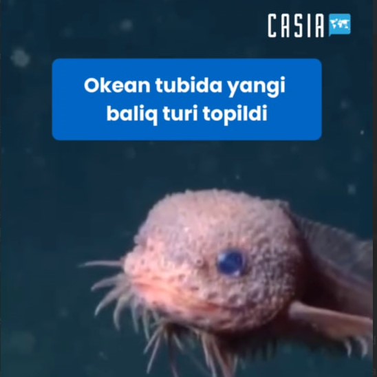 Found a new type of fish from the bottom of the ocean