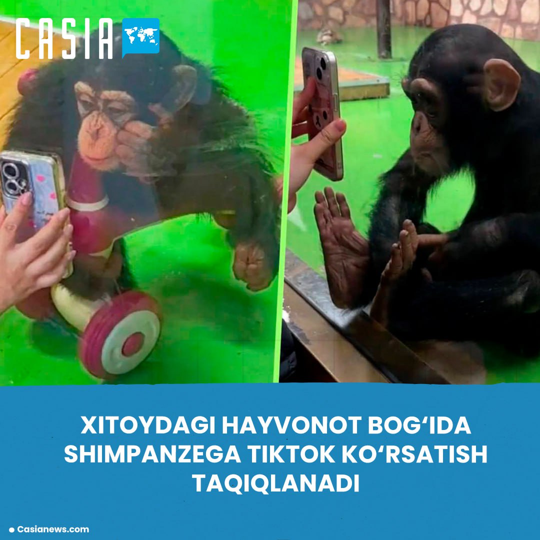 It is forbidden to show TikTok to a chimpanzee at a zoo in China