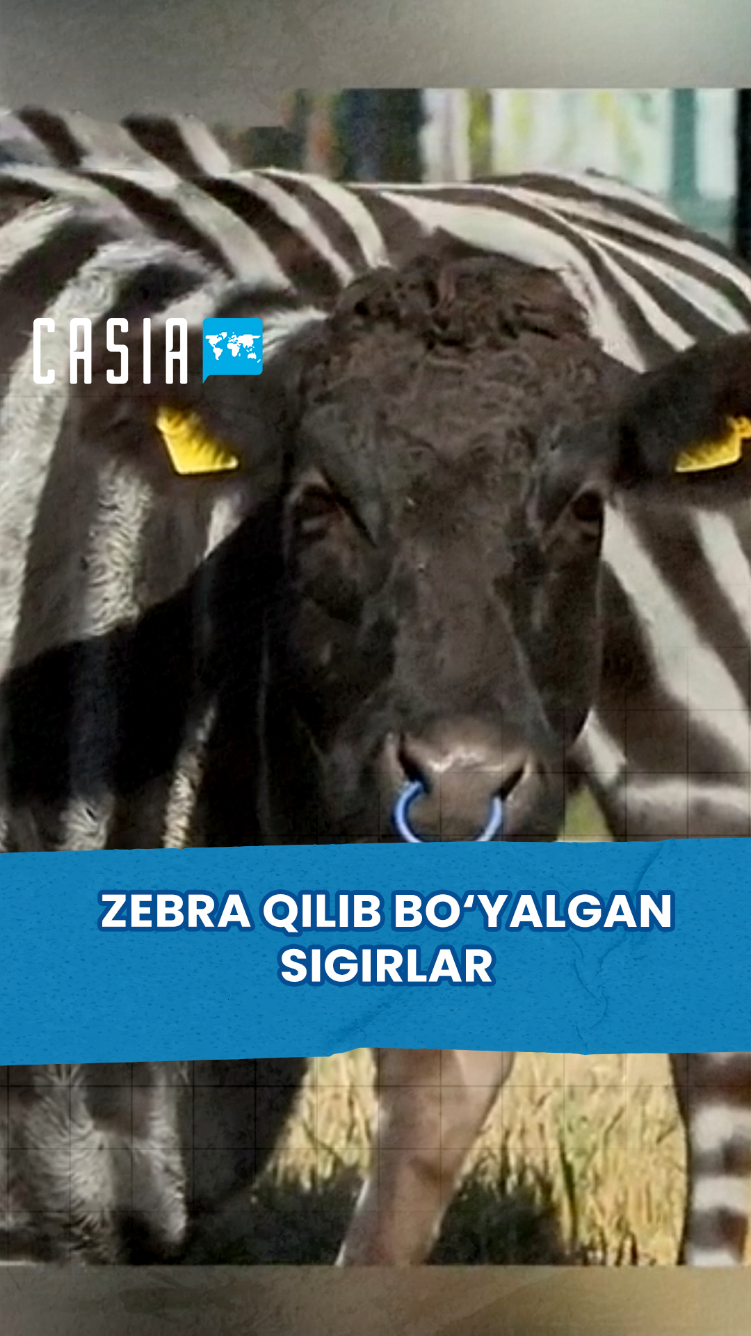 Scientists who painted cows like zebras win prize