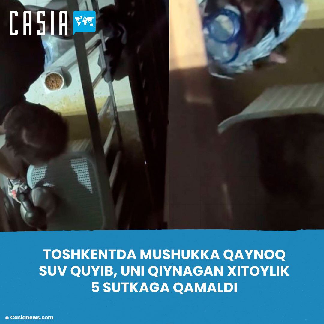 A Chinese man who tortured a cat was imprisoned in Tashkent