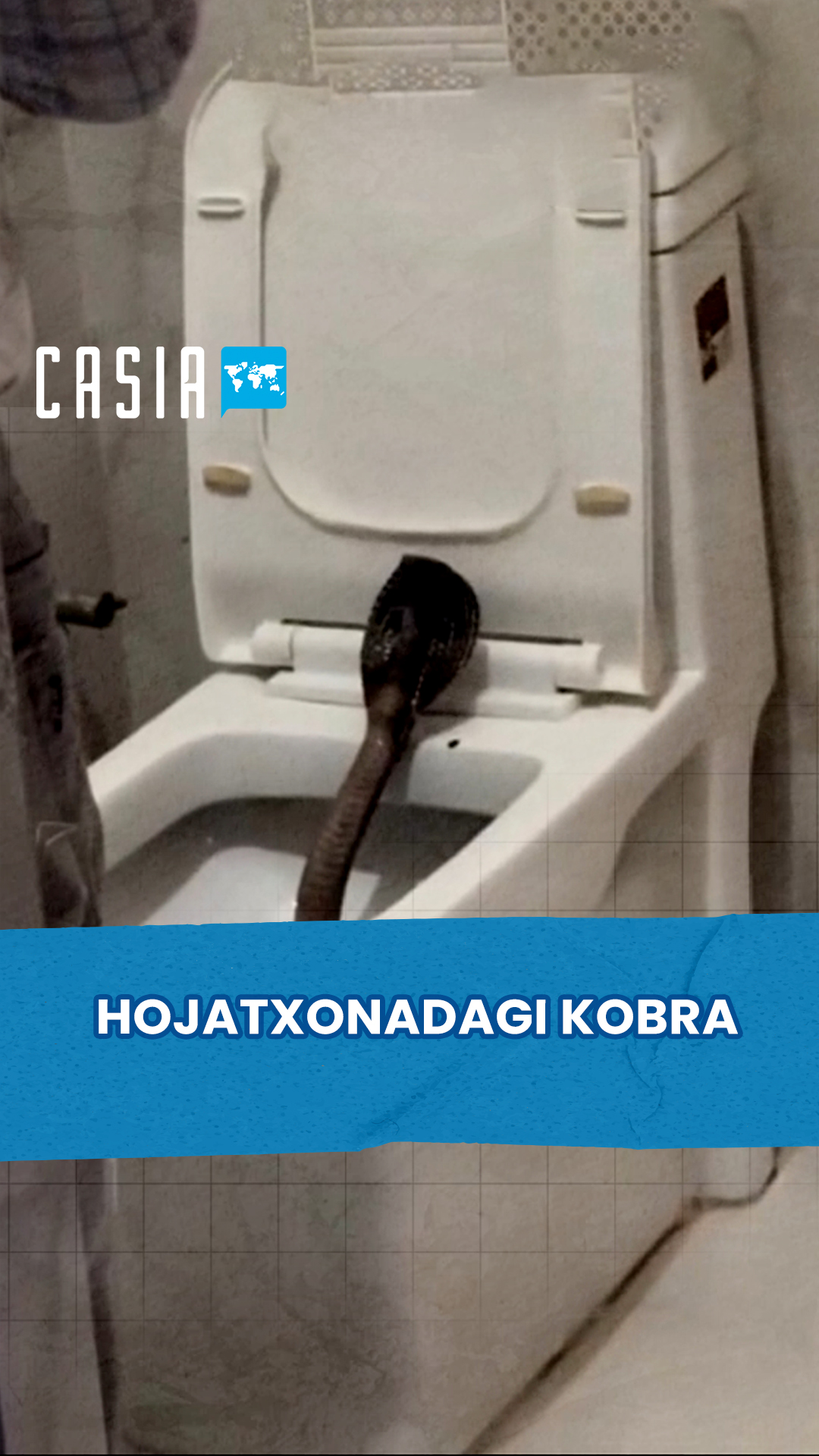 Cobra emerges from hotel toilet in India