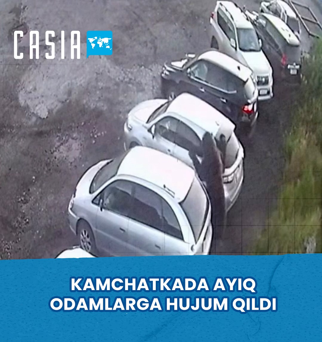 In Kamchatka, a bear attacked a woman and killed her