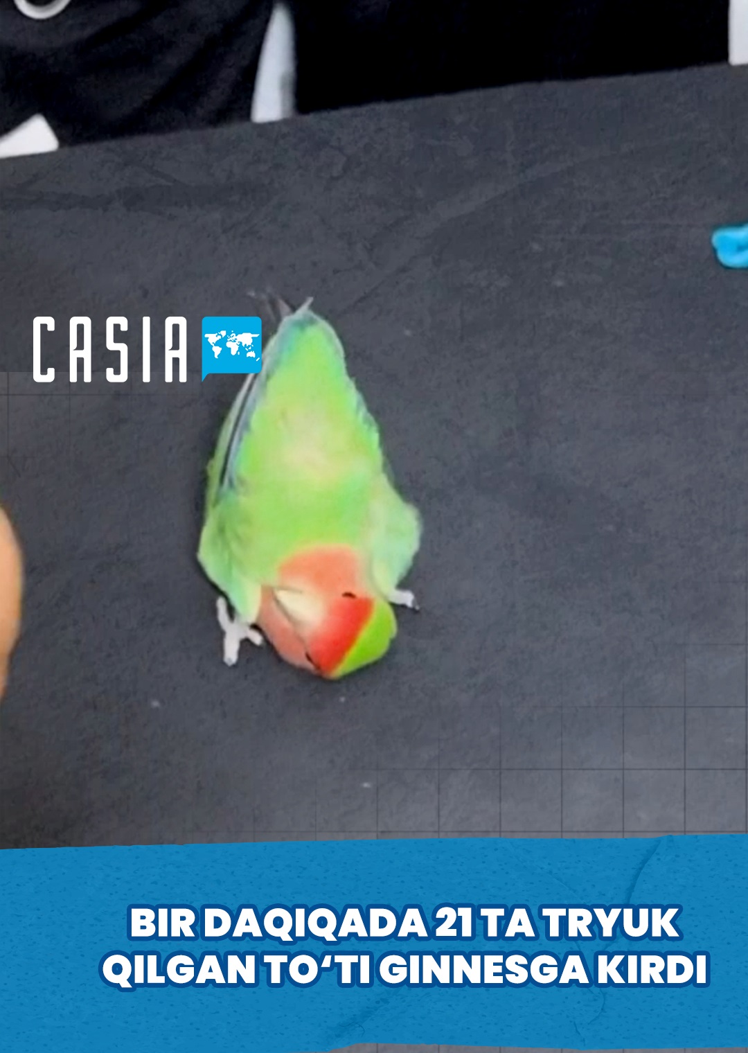 Parrot Performs 21 Tricks in a Minute, Enters Guinness World Records