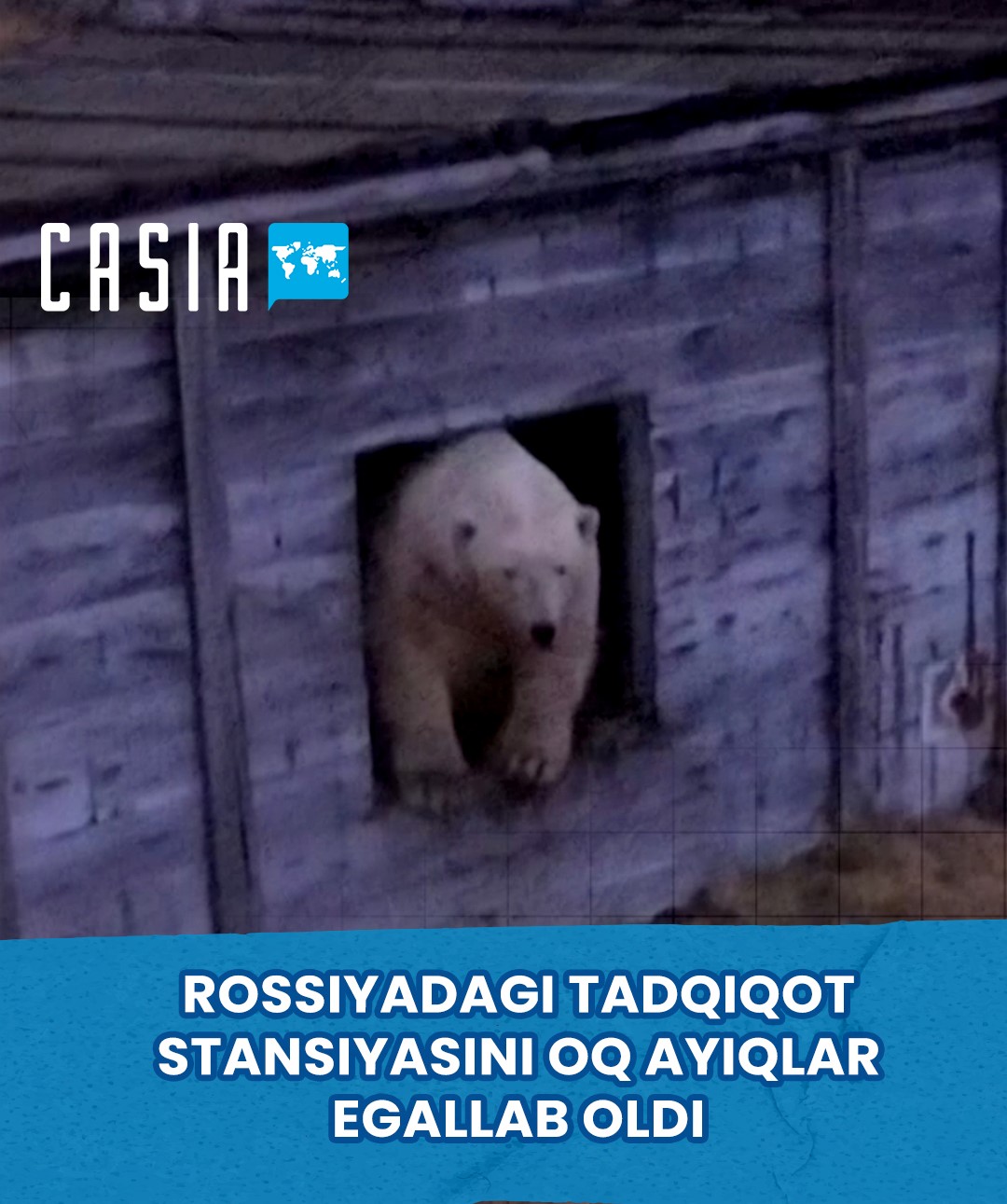 Polar Bears Take Over Abandoned Soviet Research Station in Russia