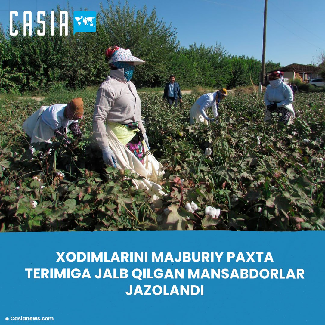 Officials Punished for Forcing Employees to Pick Cotton