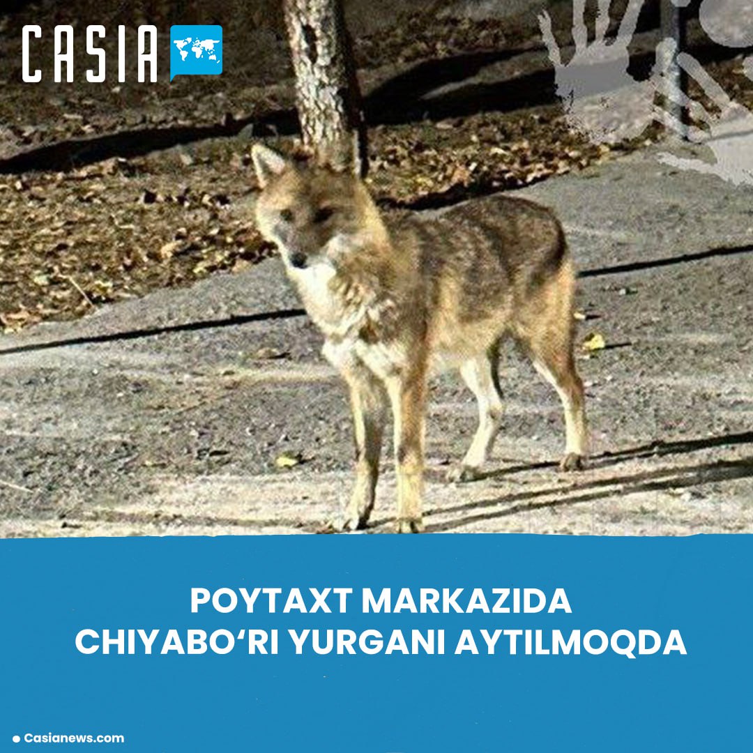 Jackal Spotted in the Center of the Capital