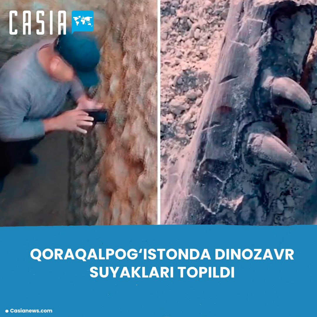 Dinosaur fossils estimated to be 70 million years old discovered in Karakalpakstan