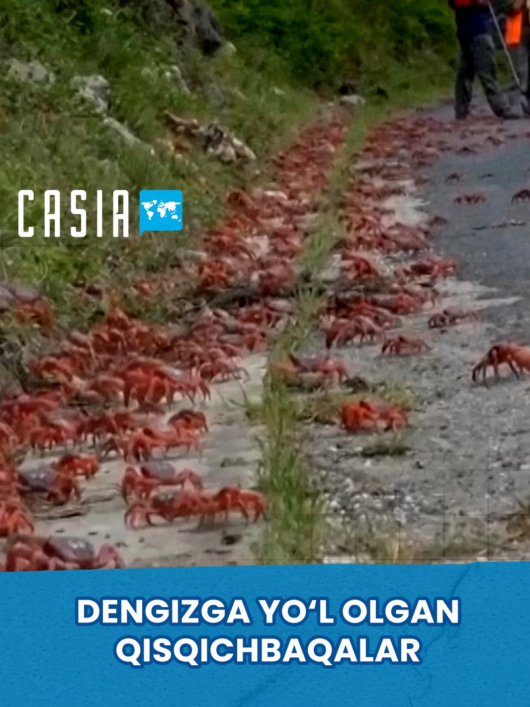 Millions of crabs march to the sea on Christmas Island