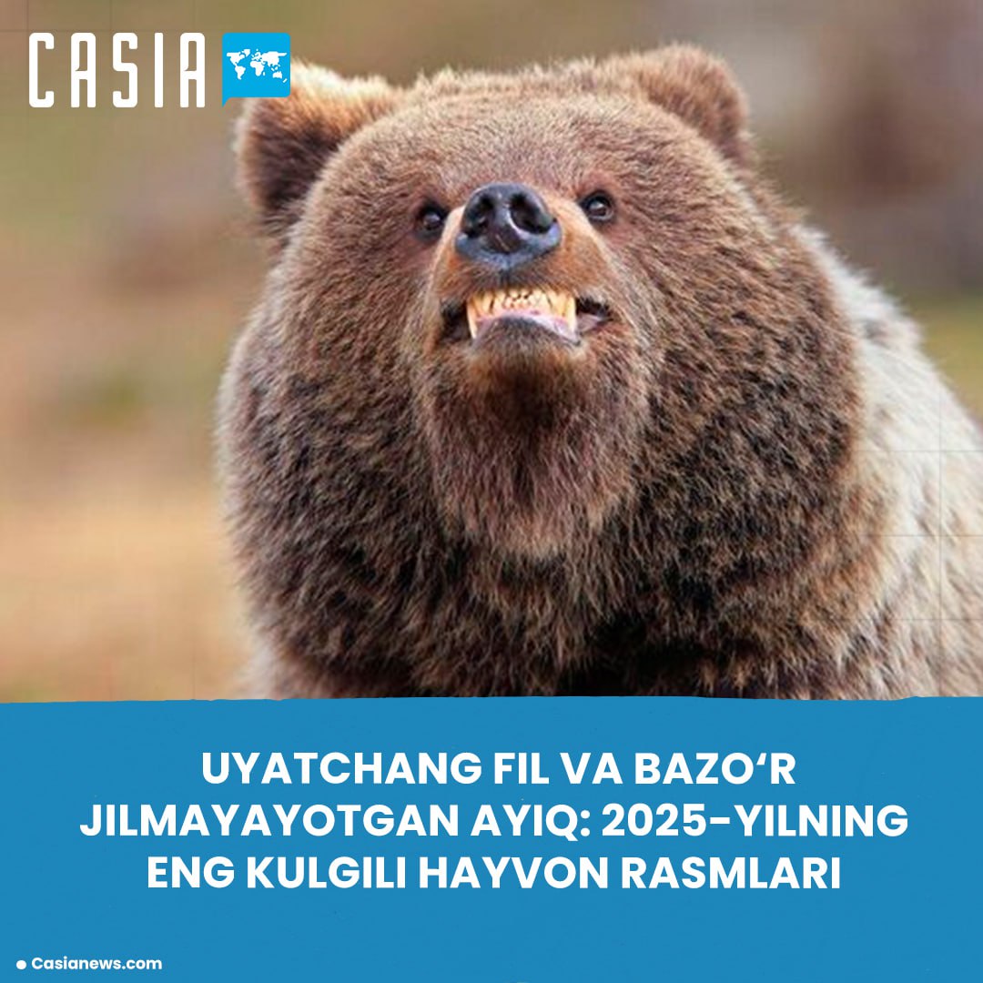 Shy Elephant and Awkwardly Smiling Bear: Funniest Animal Photos of 2025 Revealed!