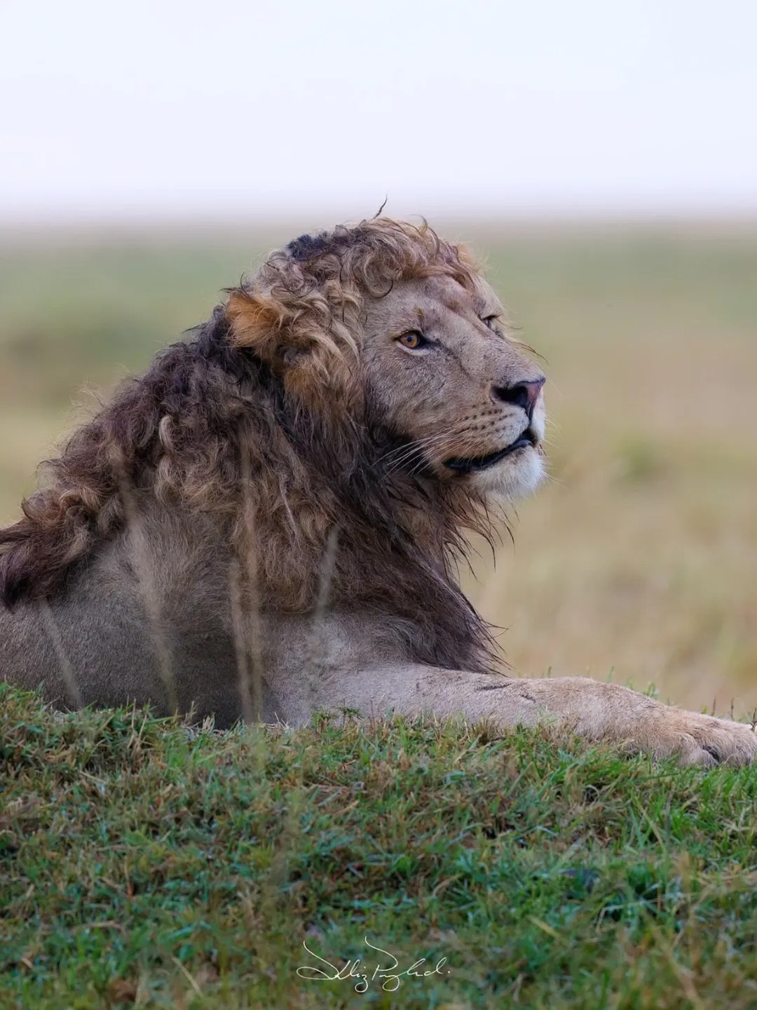 Curly-haired lion
