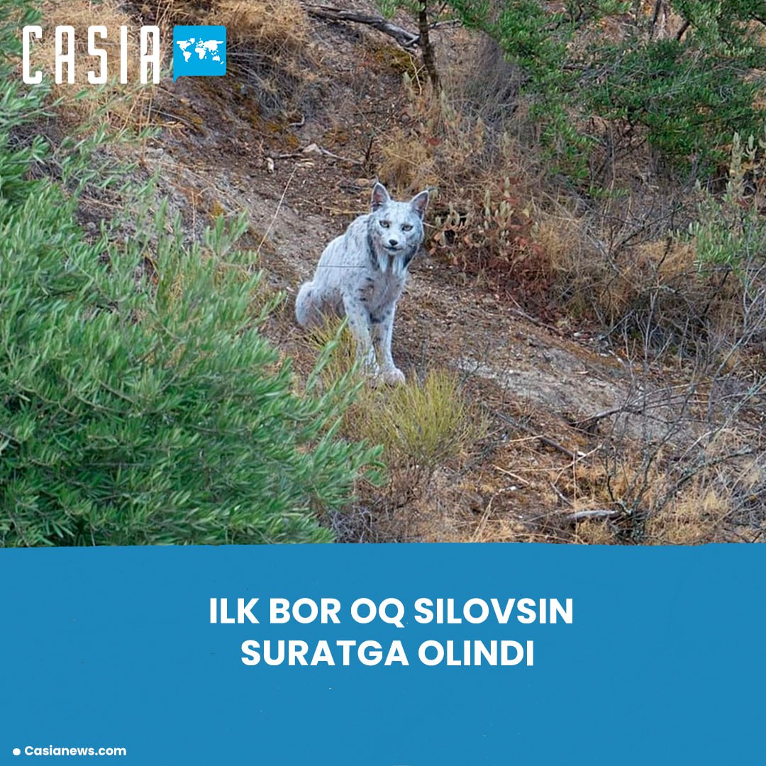 First white lynx photographed in Spain