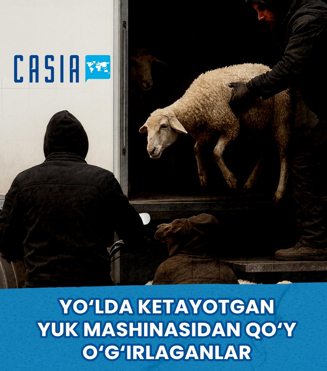 A sheep stolen from a moving truck in Turkey
