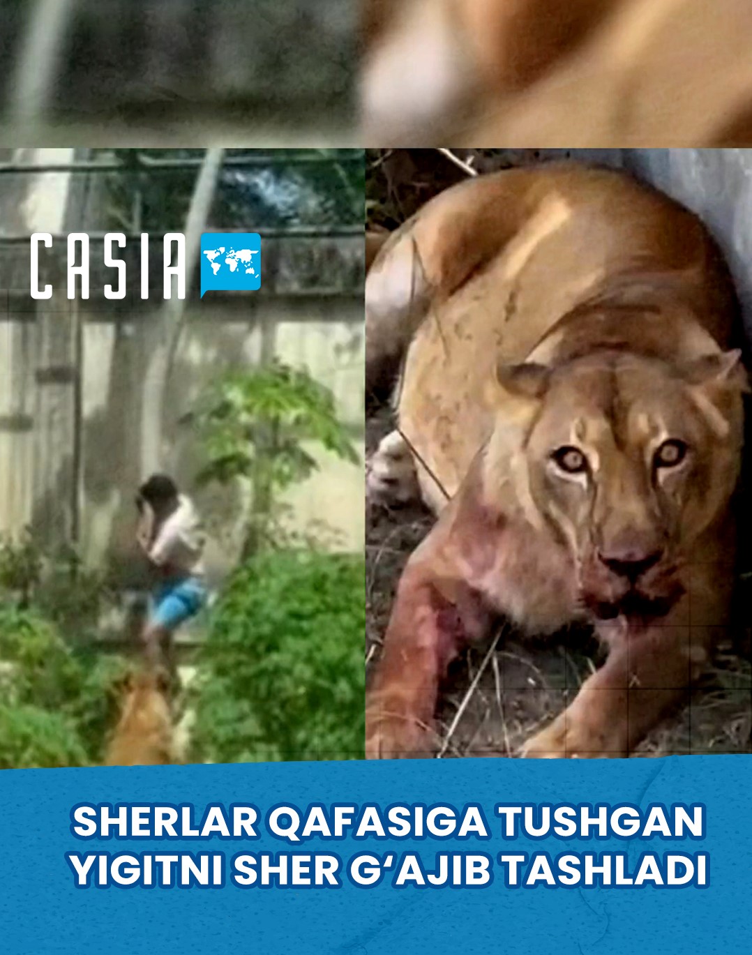 A 19-year-old man who entered a lion’s enclosure in Brazil has died