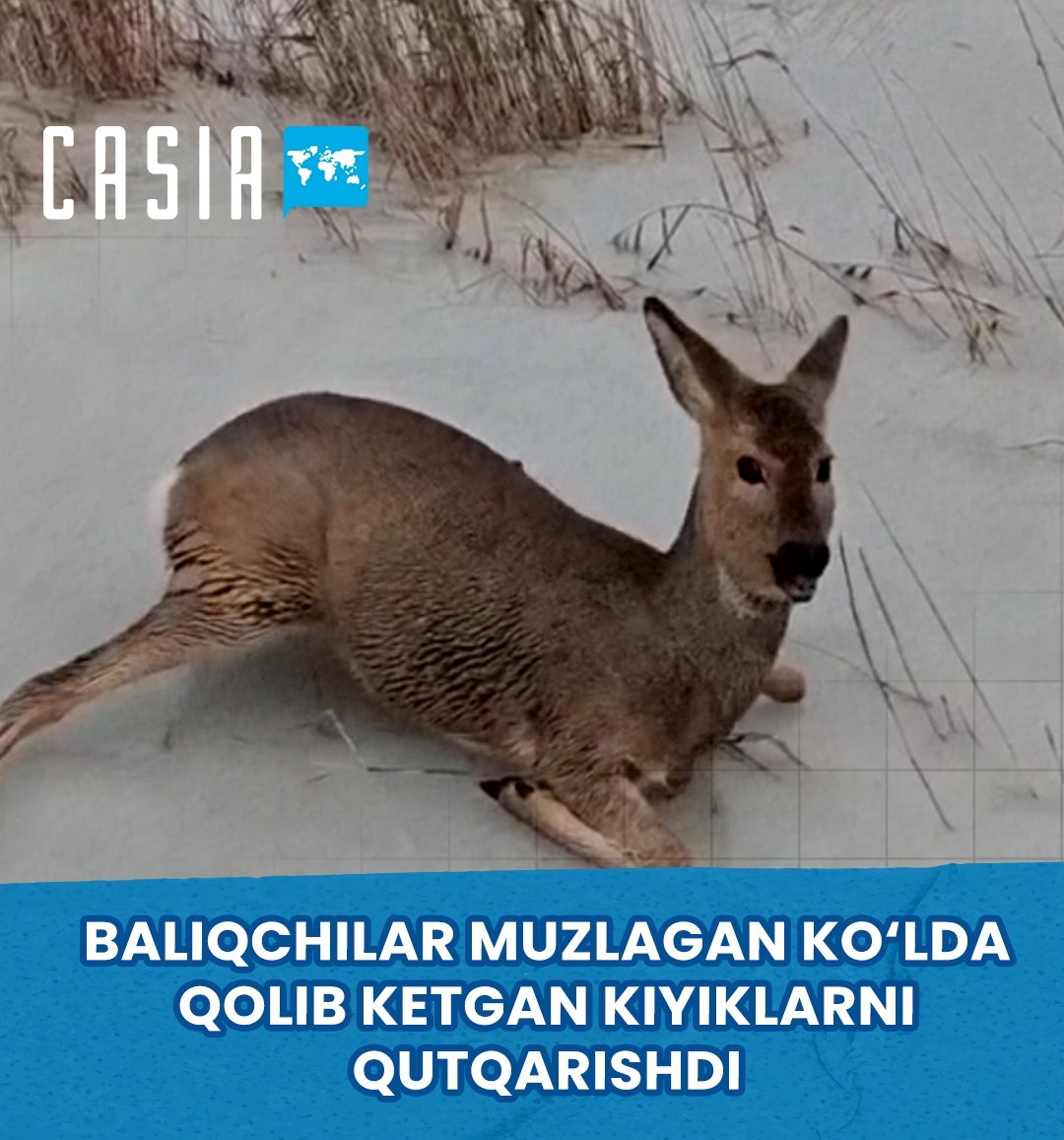 Fishermen in Russia rescue deer stranded on frozen lake